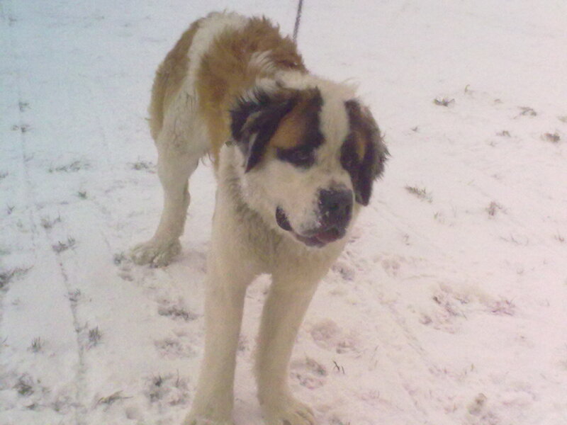 Saint Bernard Dog in Snow