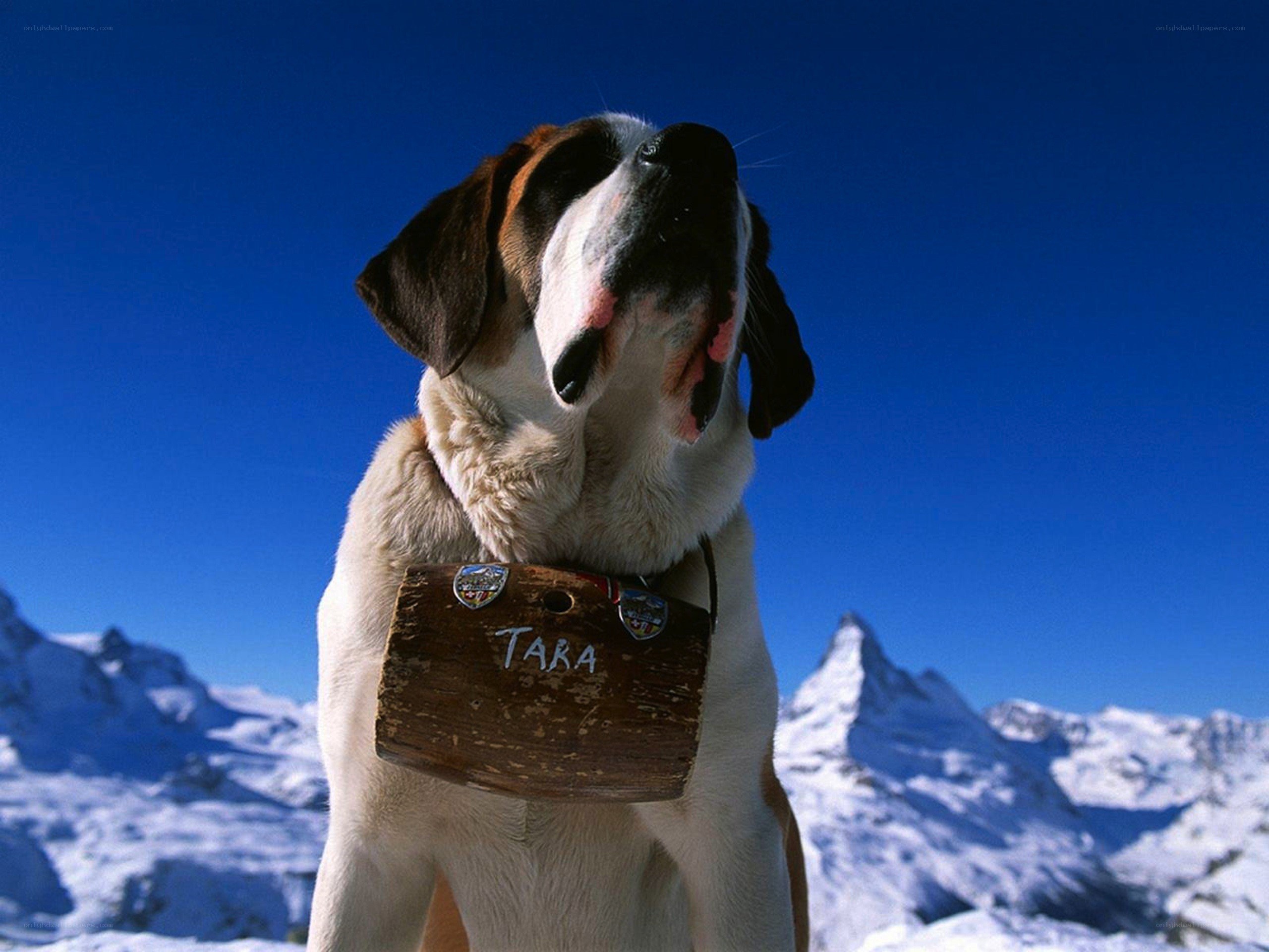 Saint Bernard dog in the mountains