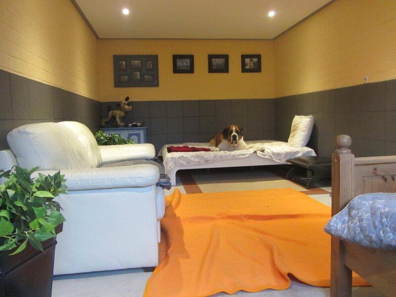 Saint Bernard Dog on Bed