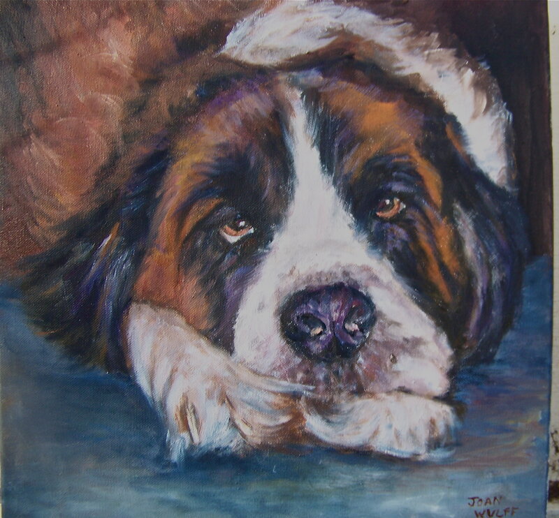Saint Bernard dog portrait
