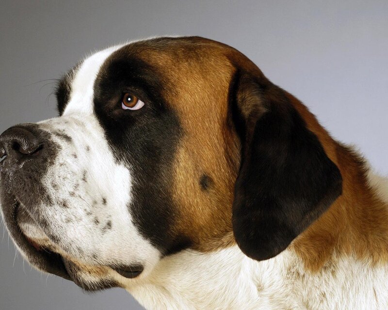Saint Bernard dog portrait