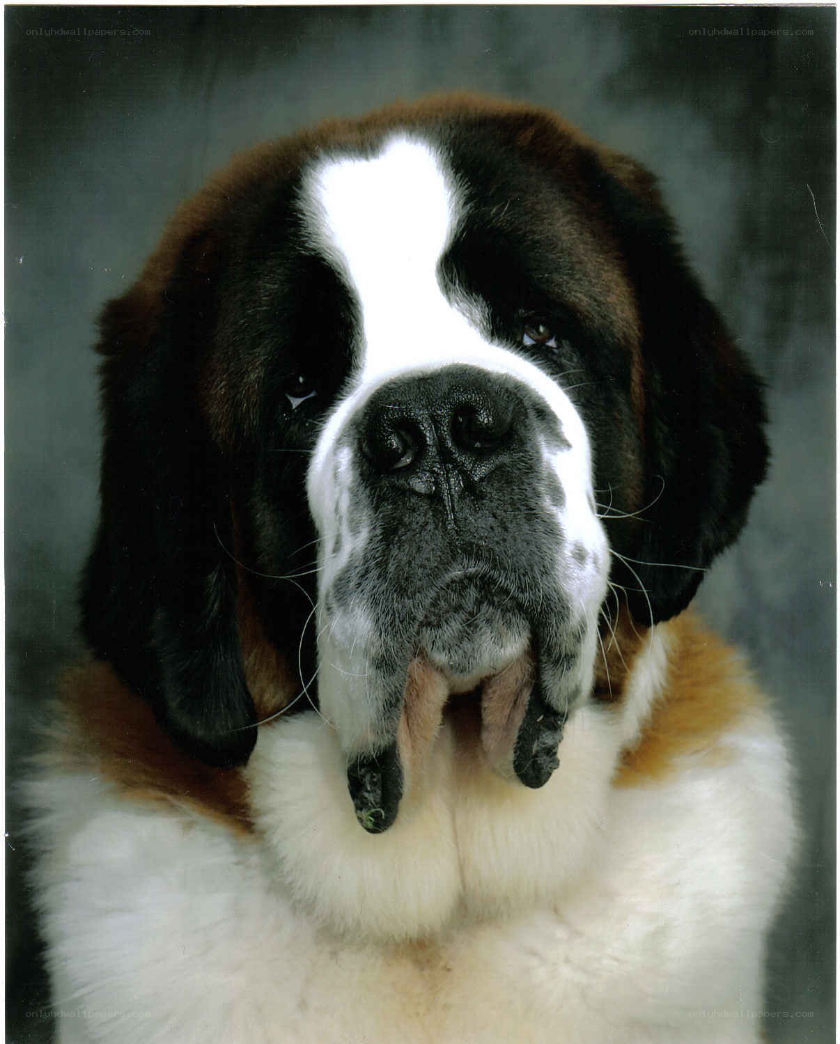 Saint Bernard dog portrait