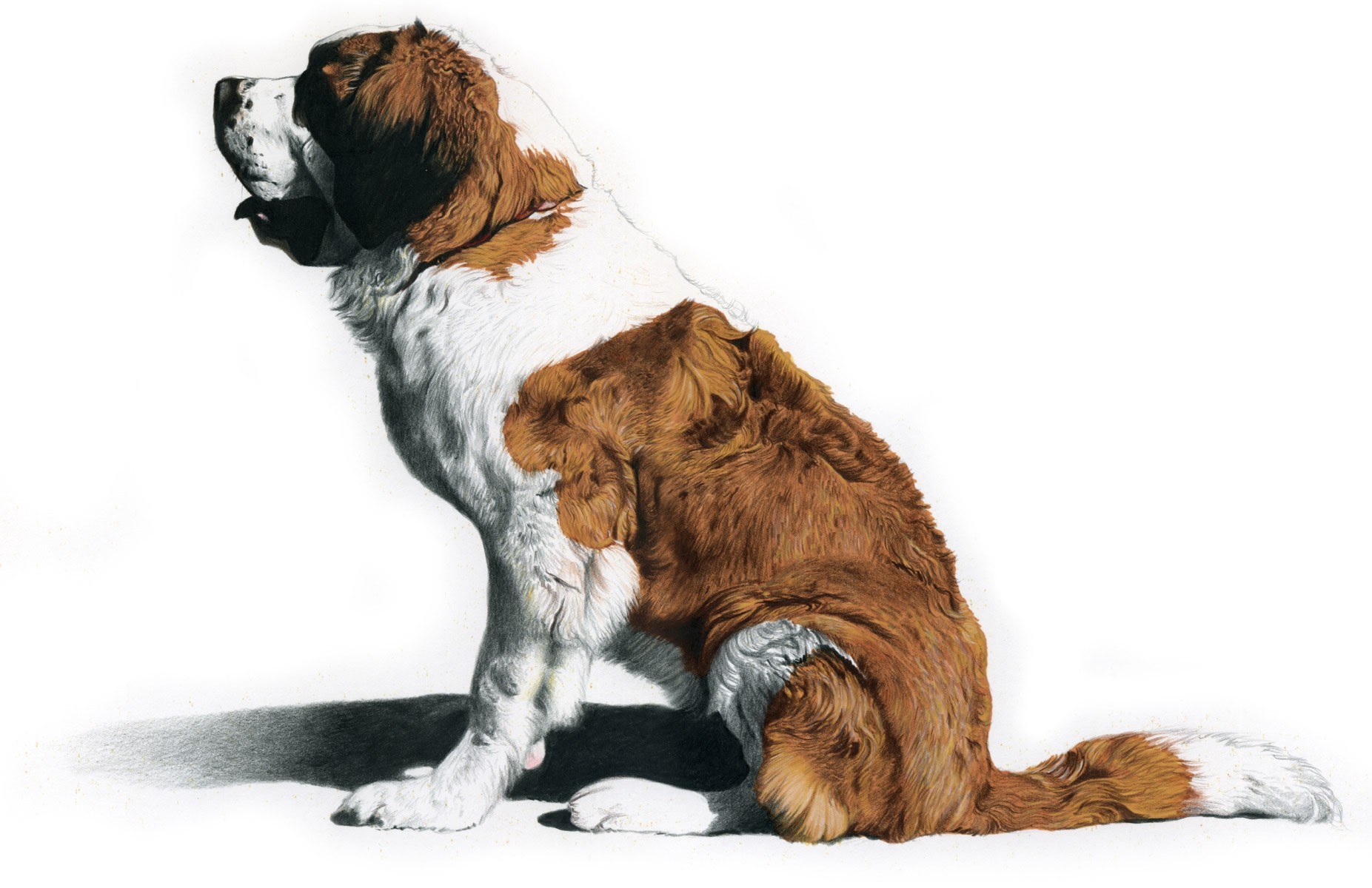 Saint Bernard dog portrait