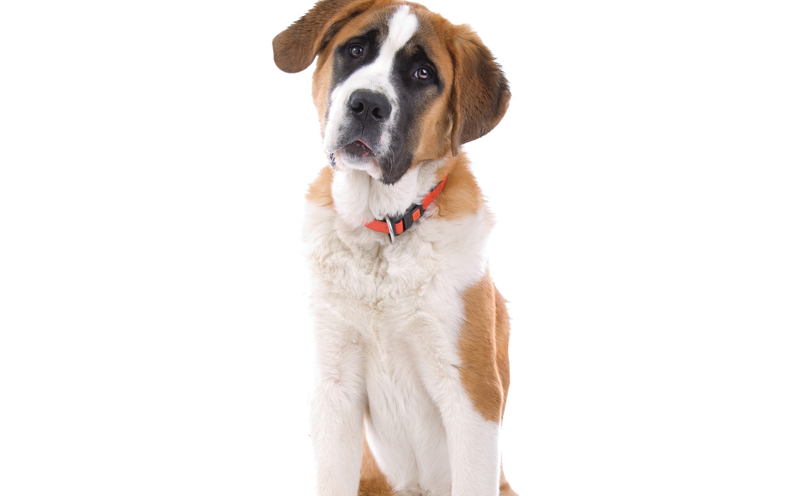 Saint Bernard dog portrait