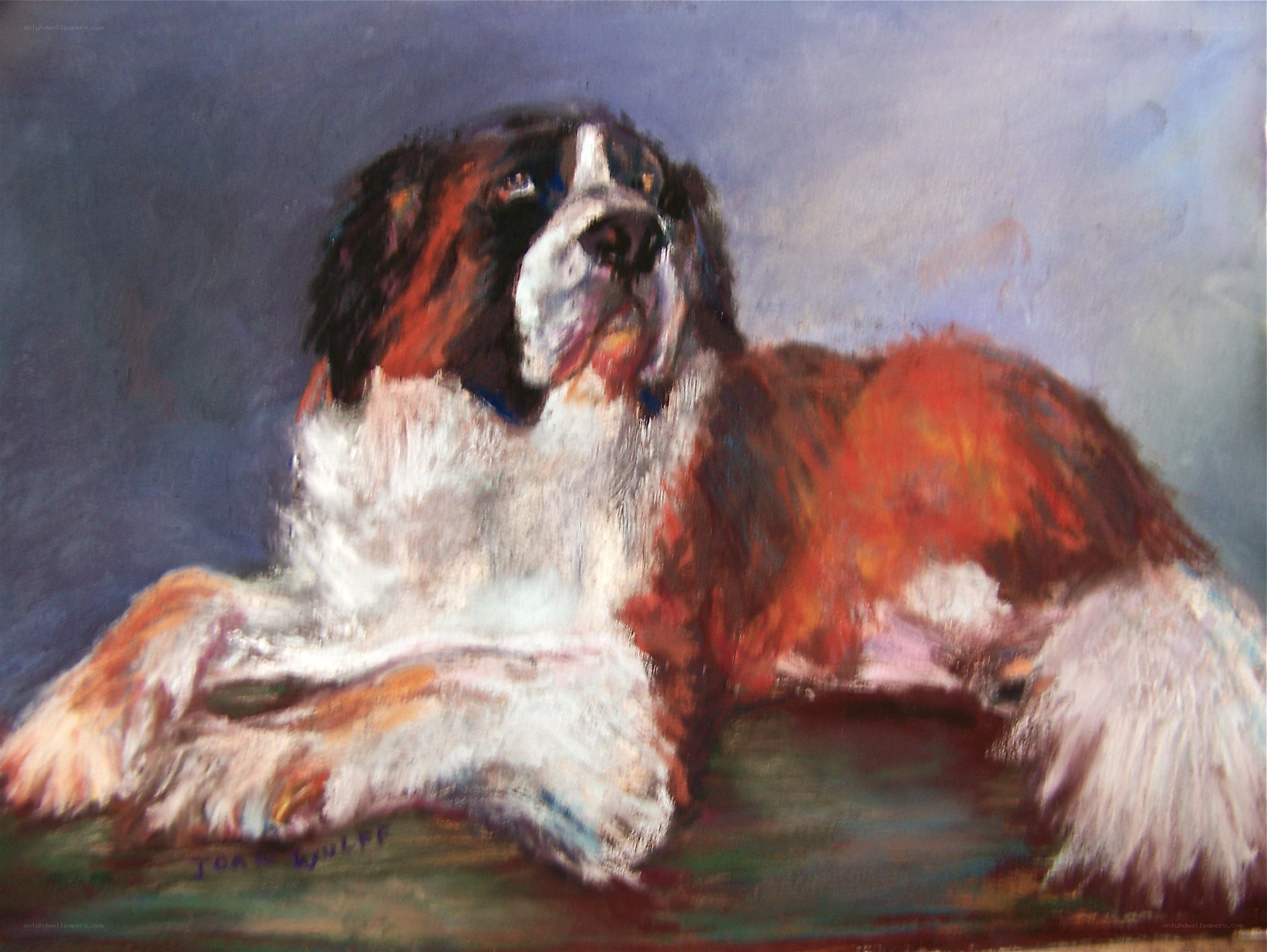 Saint Bernard dog portrait