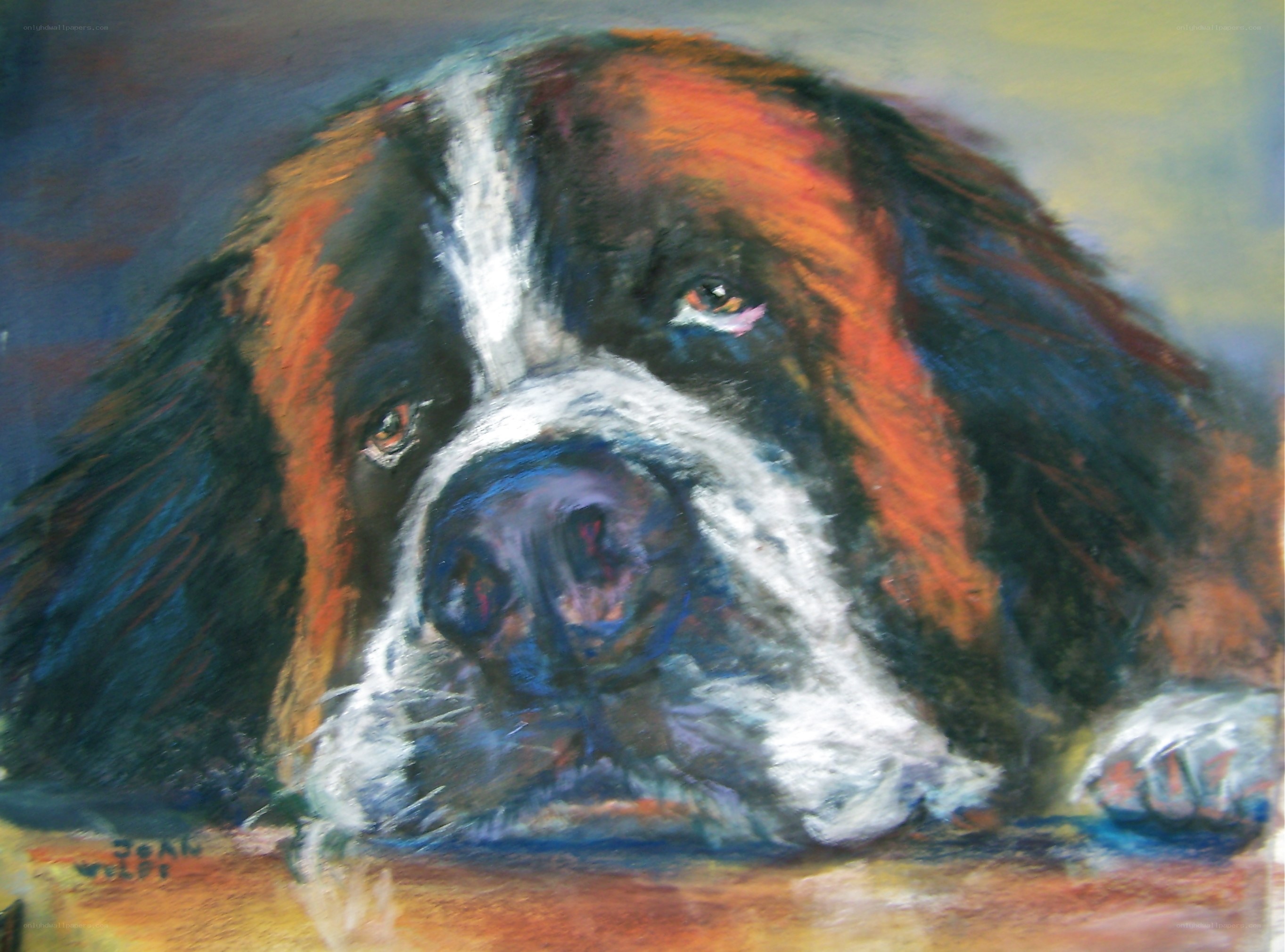Saint Bernard dog portrait