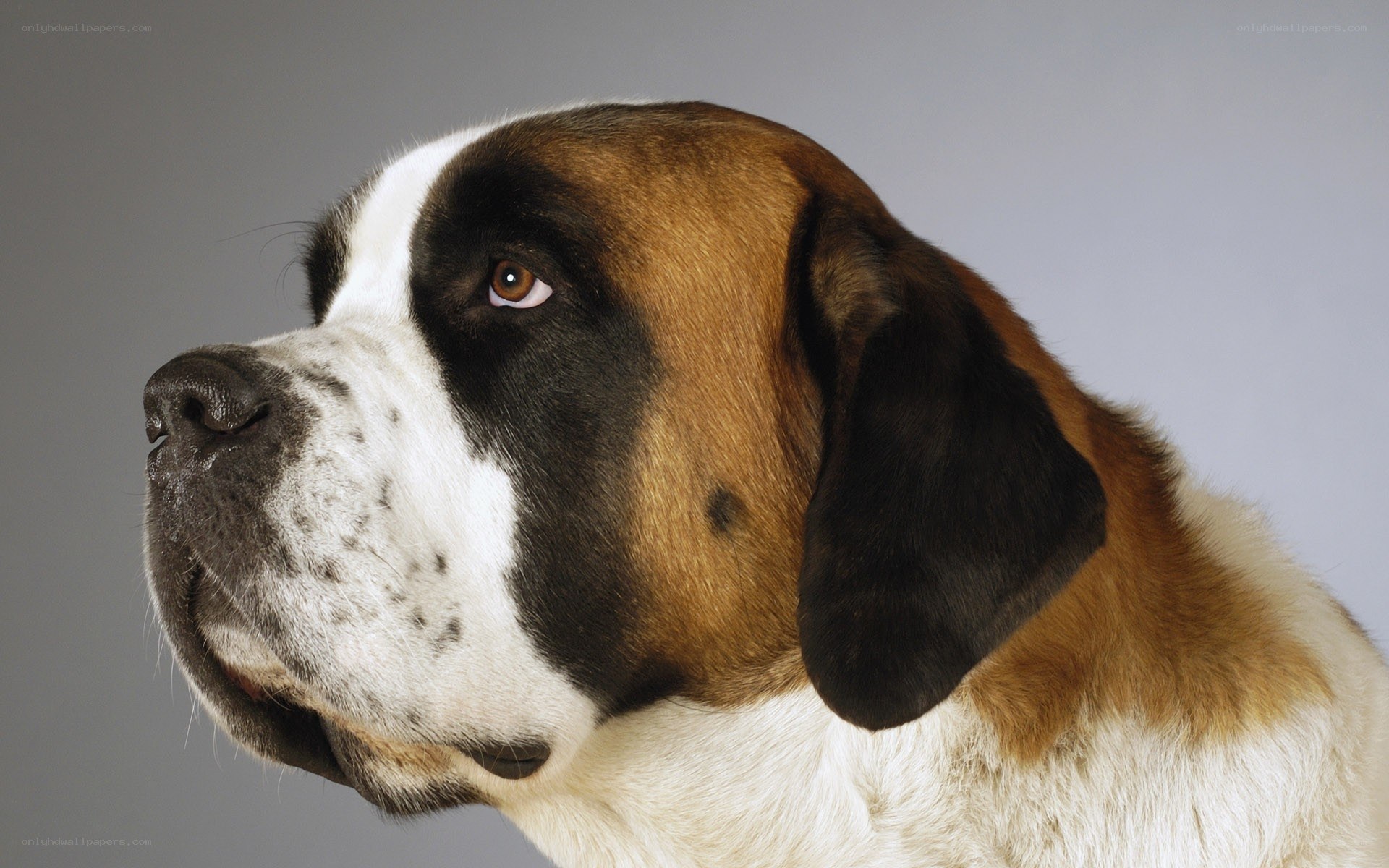 Saint Bernard dog portrait