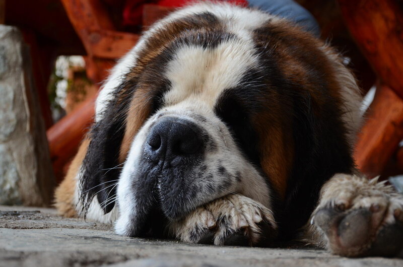 Saint Bernard Dog Resting — Brown