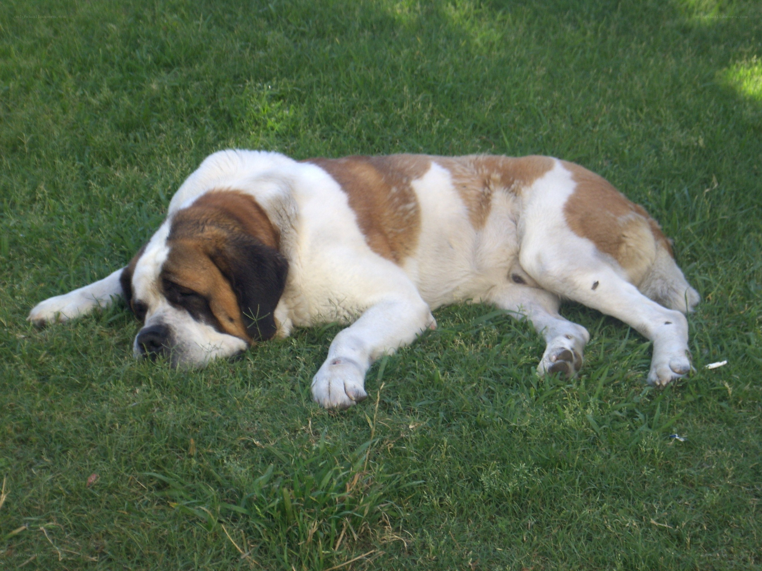 Saint Bernard dog resting on grass