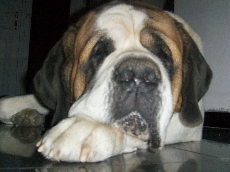 Saint Bernard dog resting