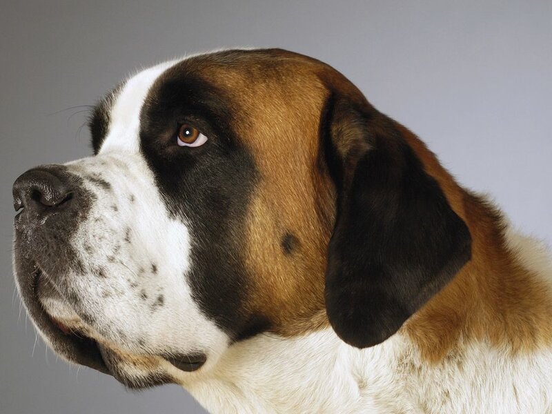 Saint Bernard Dog