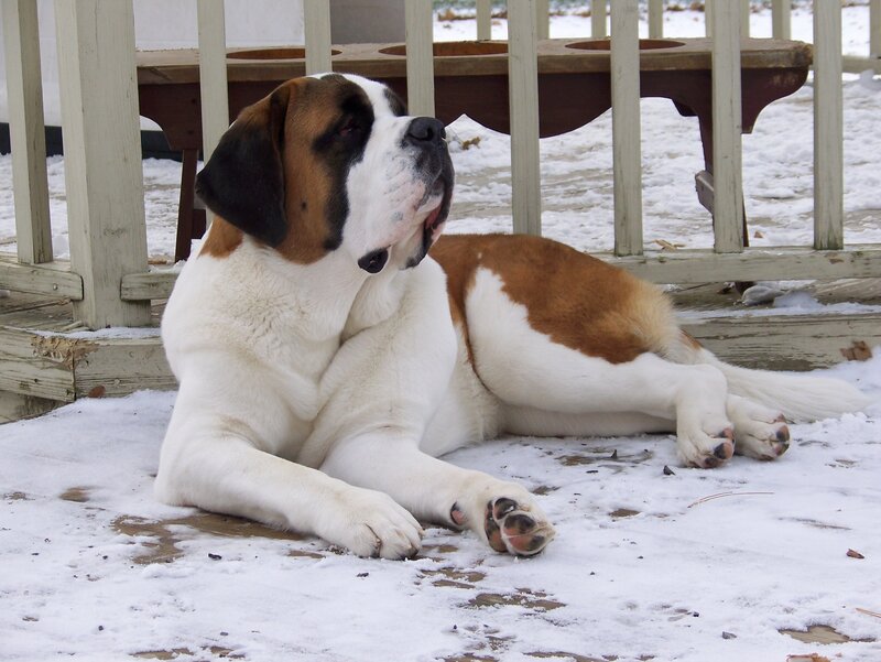 Saint Bernard Dog — White, Calm