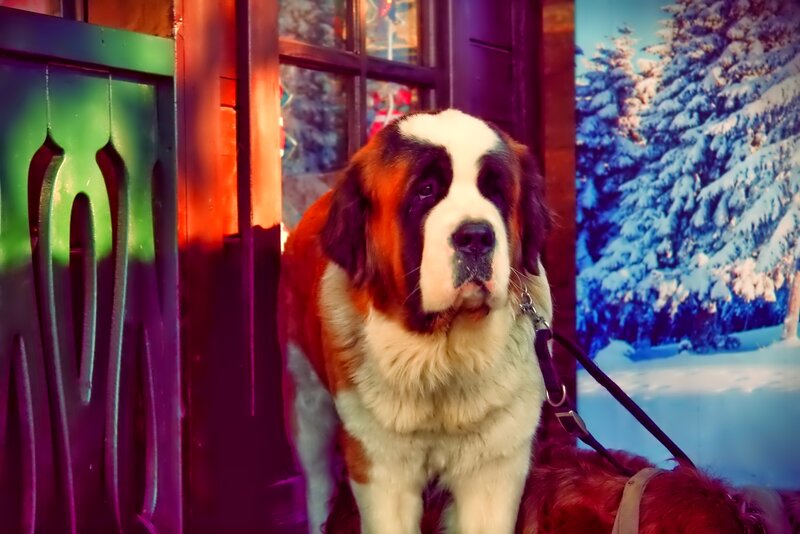 Saint Bernard Dog — White, Dramatic