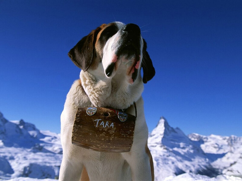 Saint Bernard Dog — White