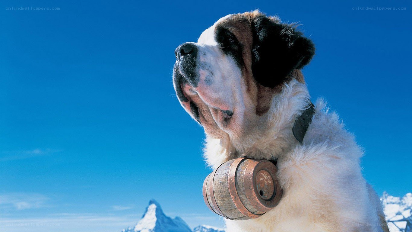Saint Bernard dog with barrel