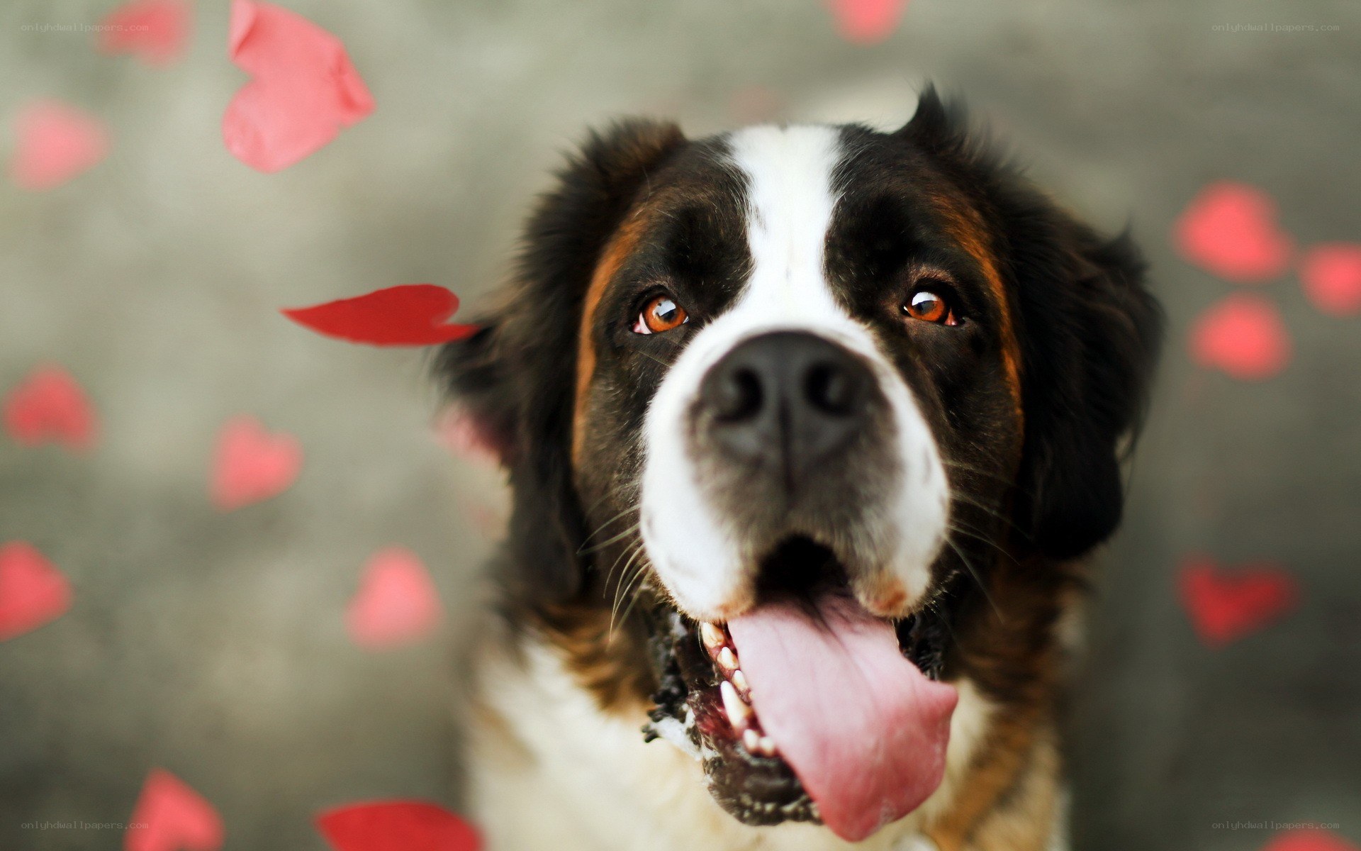 Saint Bernard dog with hearts