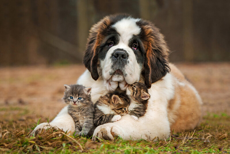 Saint Bernard Dog with Kittens