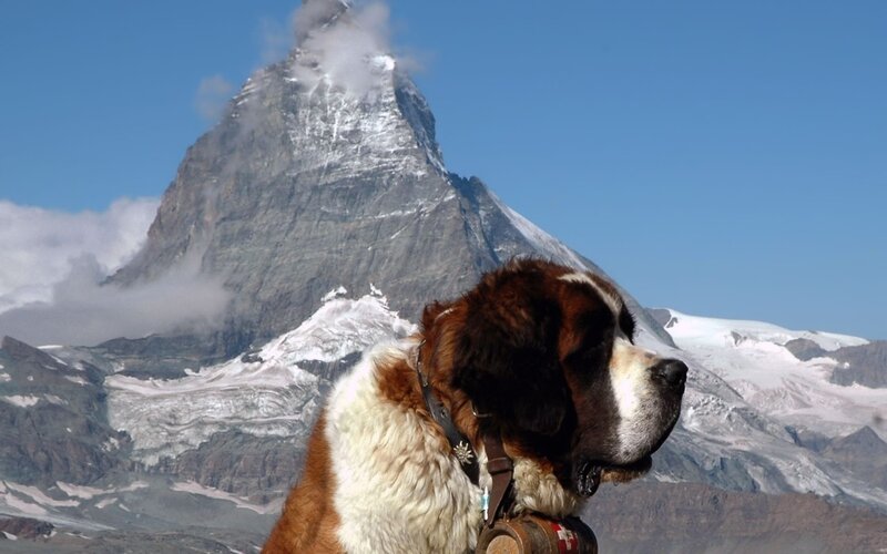 Saint Bernard dog with Matterhorn