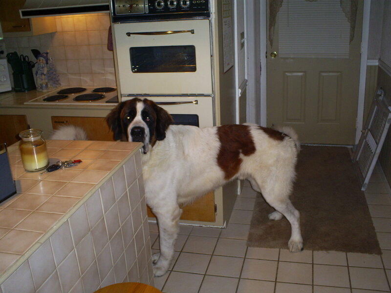 Saint Bernard in kitchen