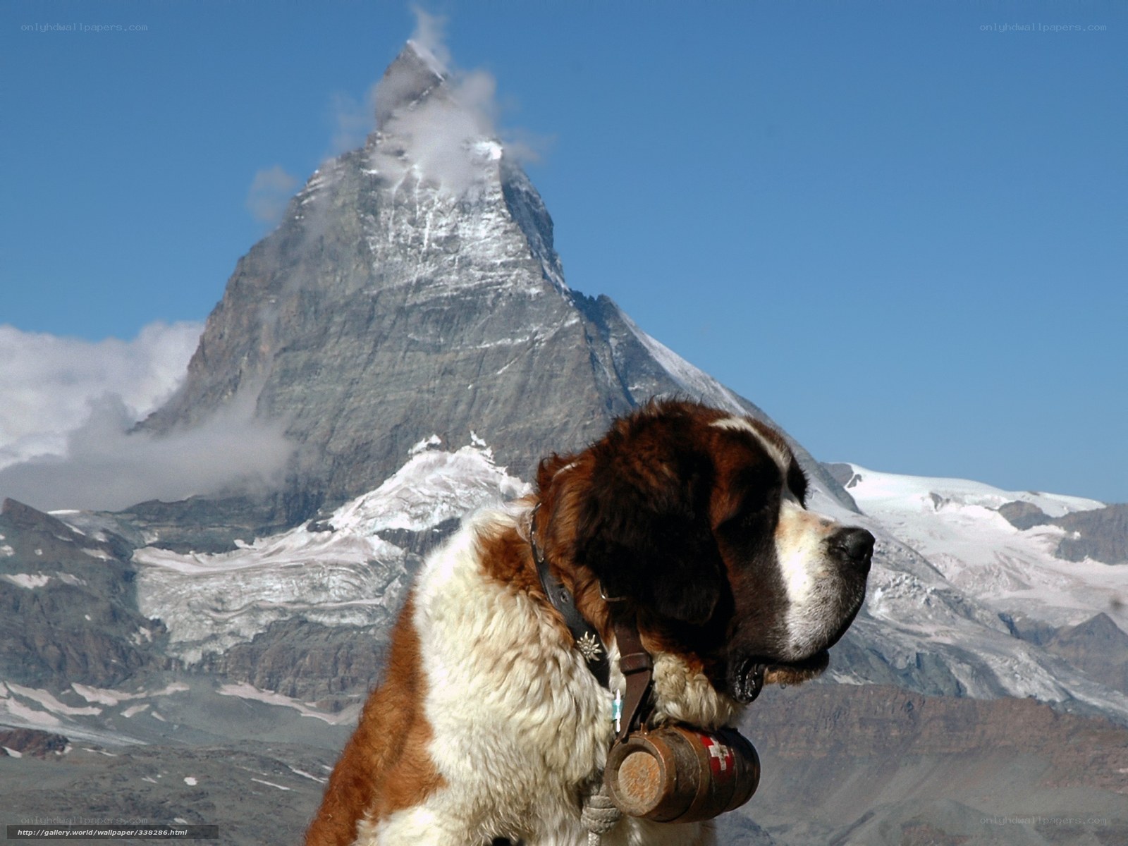 Saint Bernard in the Alps
