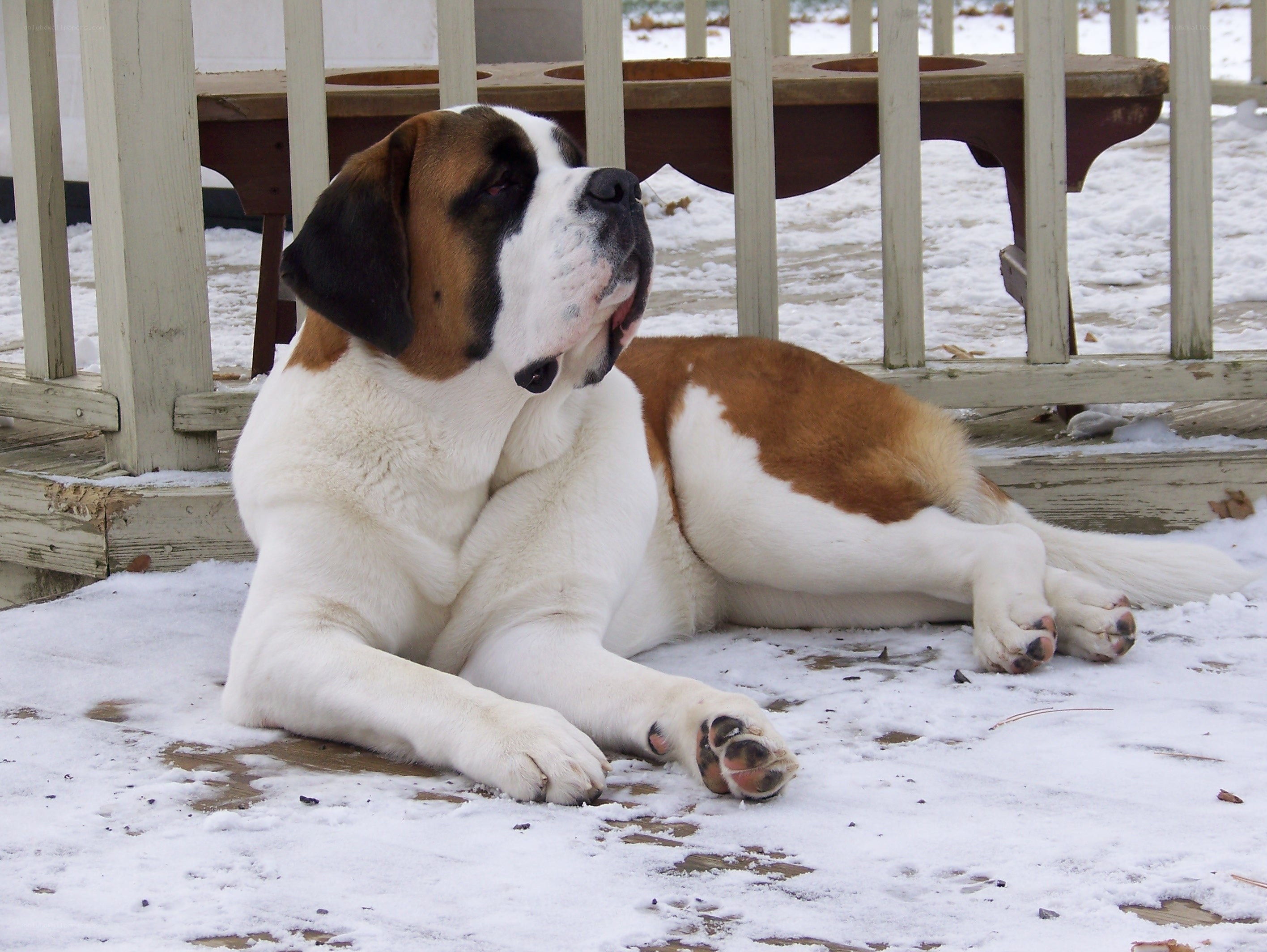 Saint Bernard in the snow