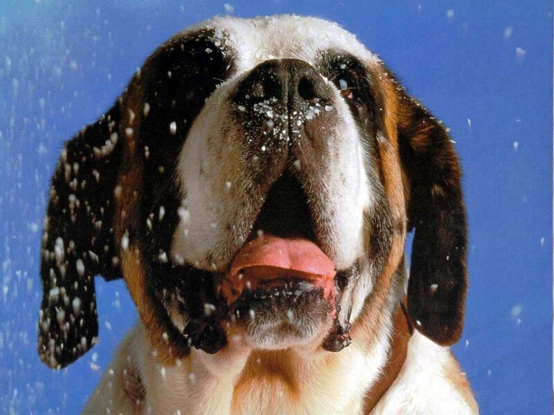 Saint Bernard in the snow