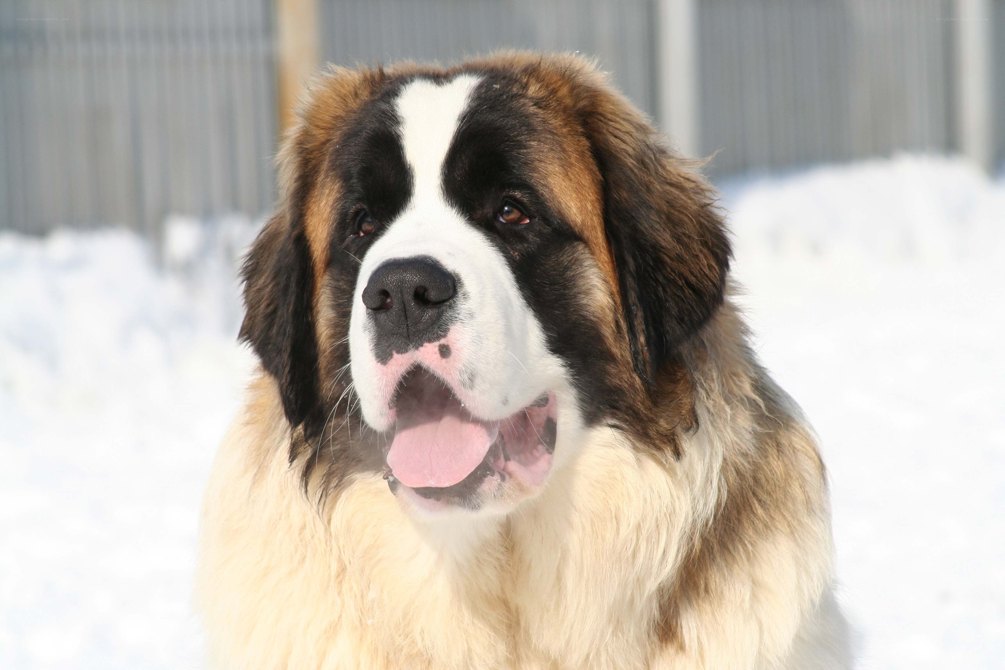 Saint Bernard in the snow