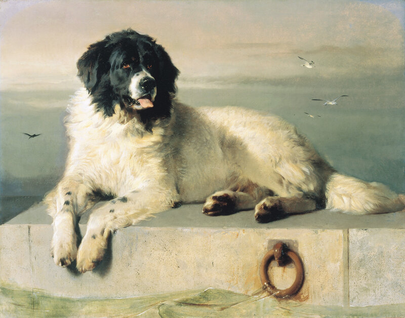 Saint Bernard on a pier