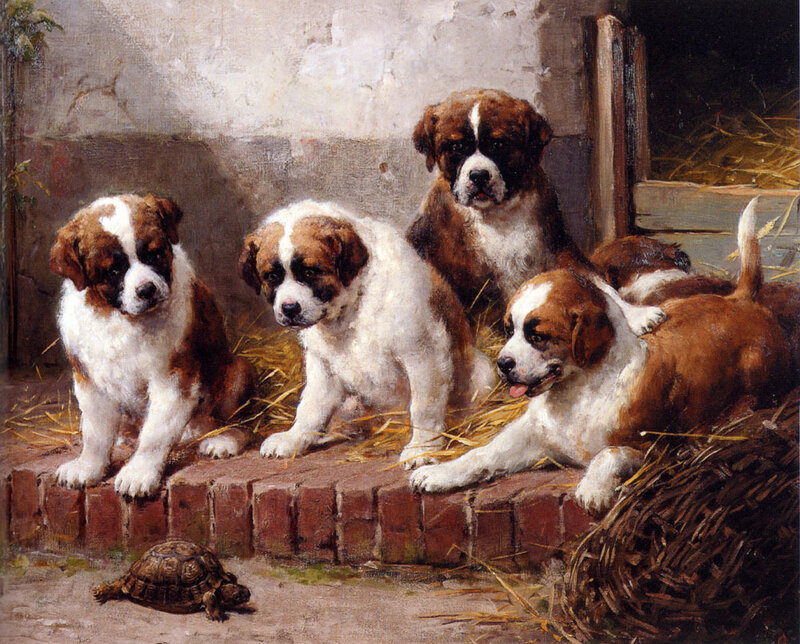 Saint Bernard Puppies — Brown