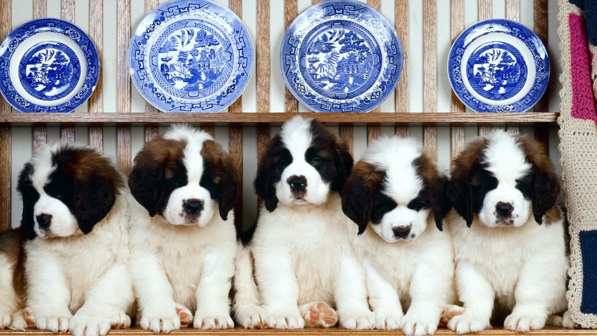 Saint Bernard puppies in a row