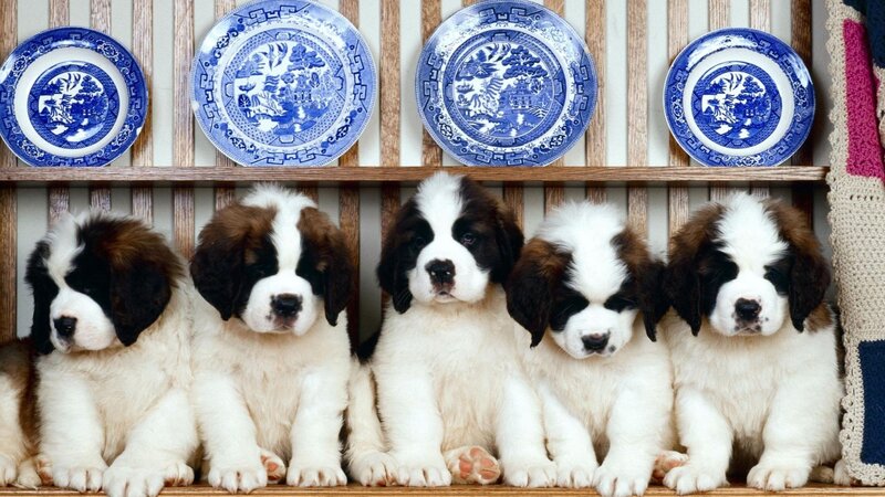 Saint Bernard puppies on shelf