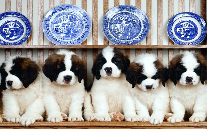 Saint Bernard puppies on shelf