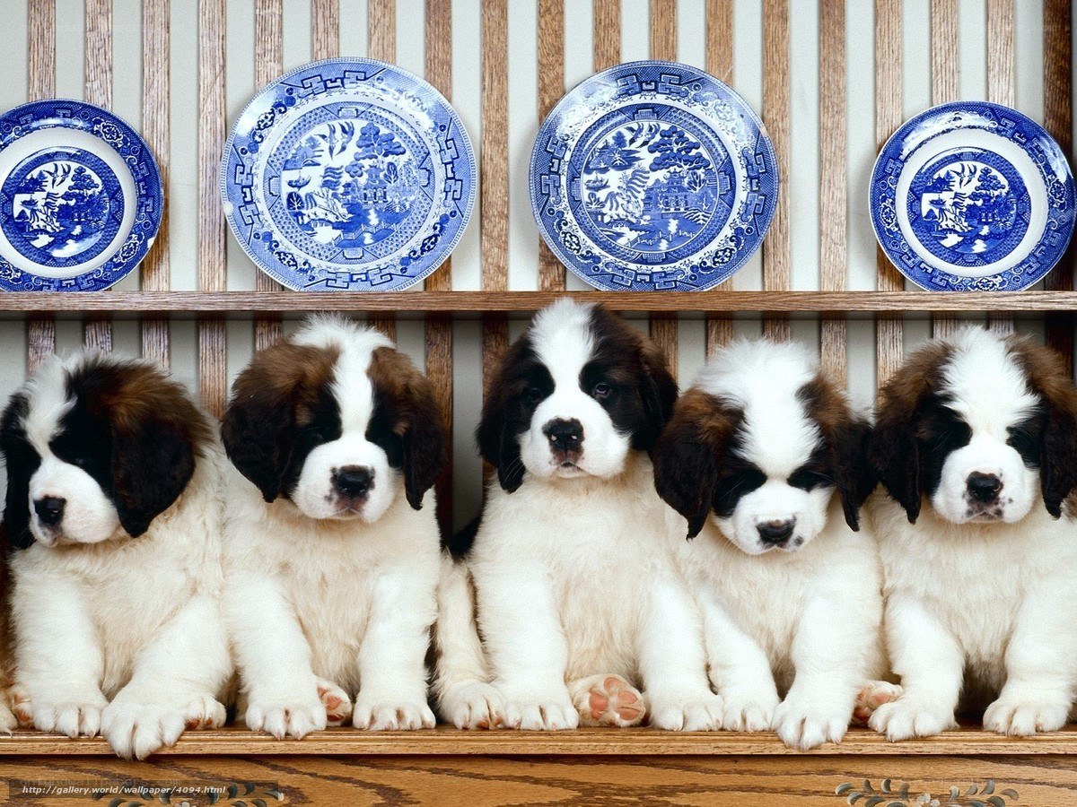 Saint Bernard puppies on shelf