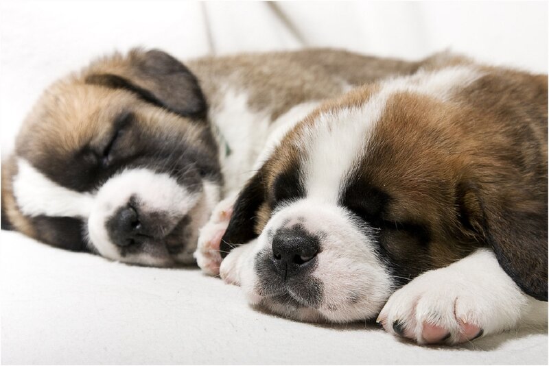 Saint Bernard Puppies Sleeping