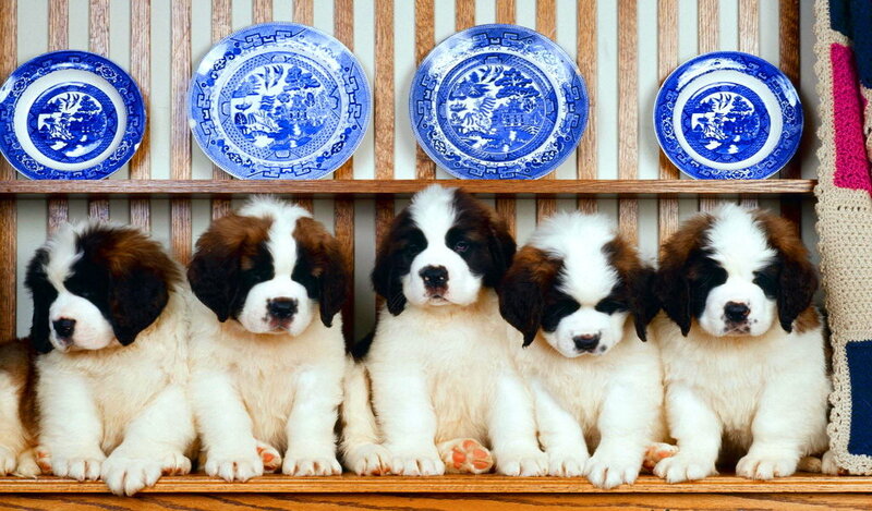 Saint Bernard Puppies