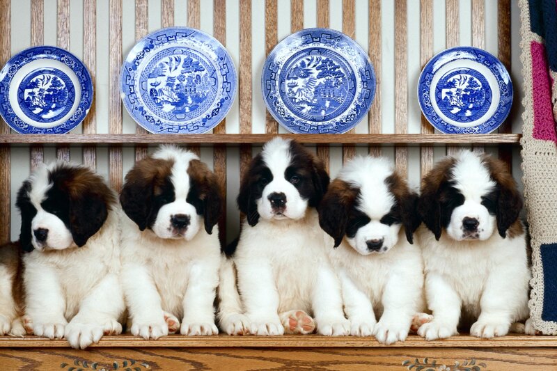 Saint Bernard Puppies — White, Calm, Photograph, Plates