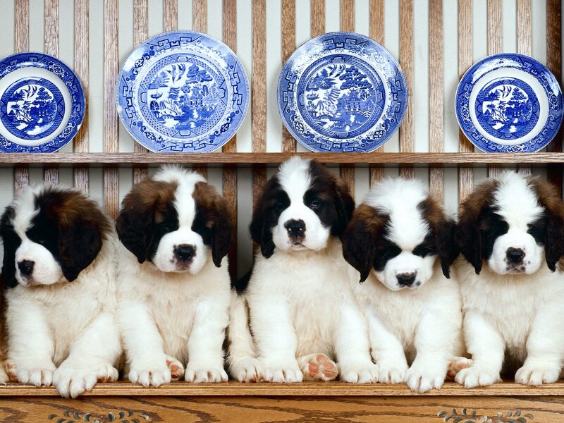Saint Bernard Puppies — White, Calm, Photograph