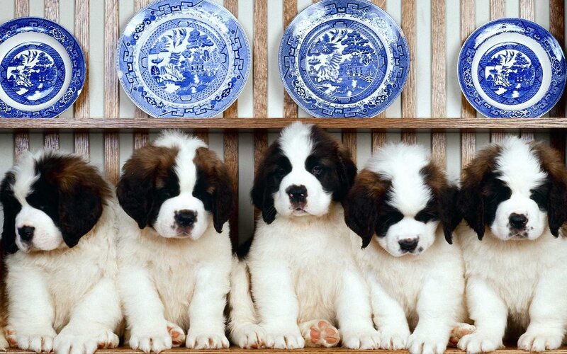 Saint Bernard Puppies — White, Calm