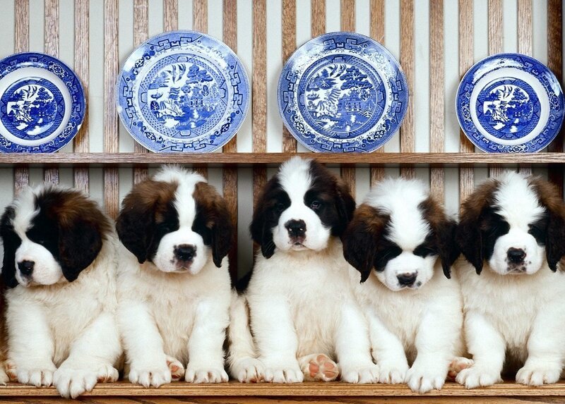 Saint Bernard Puppies — White