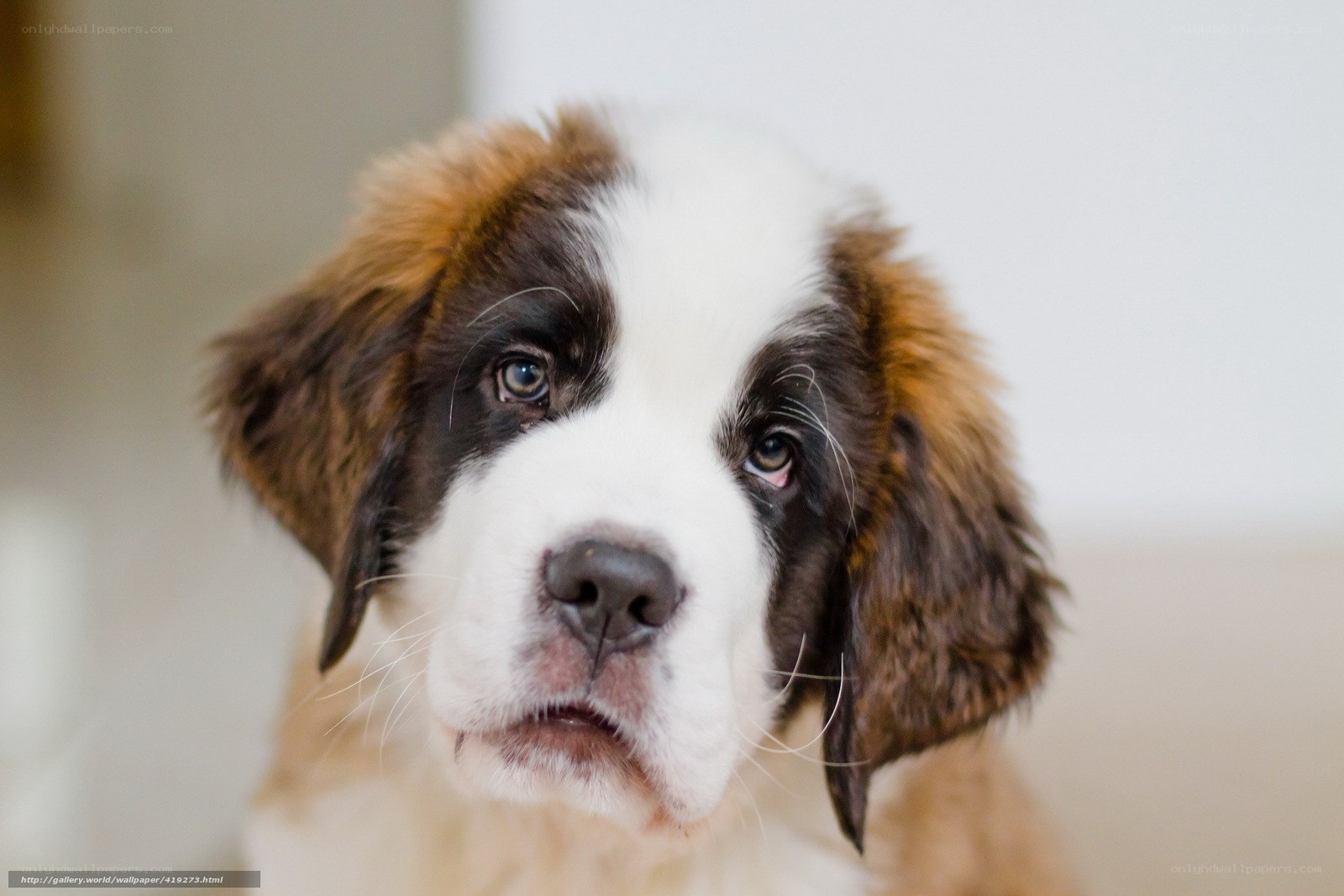 Saint Bernard puppy close-up