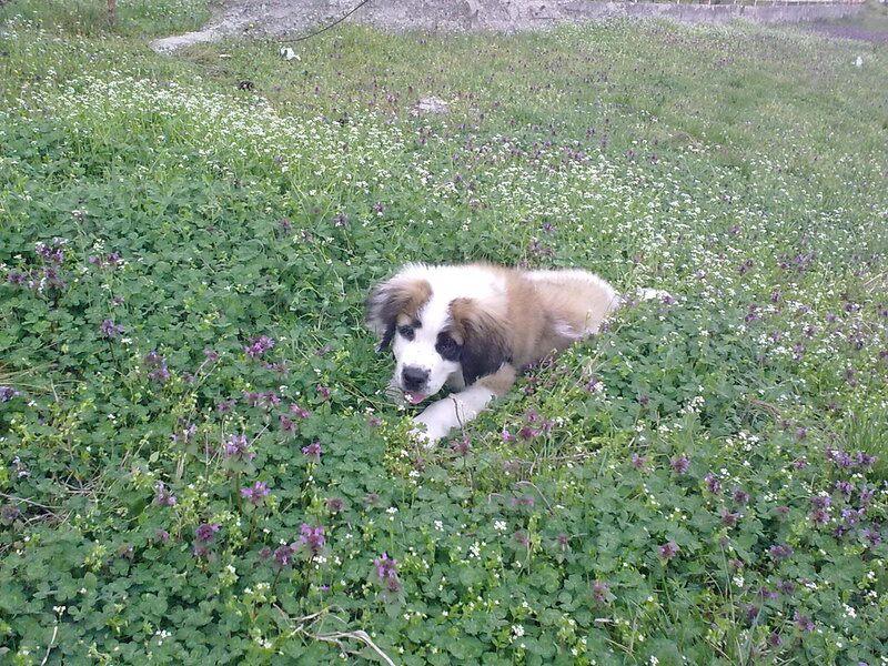 Saint Bernard Puppy — Green