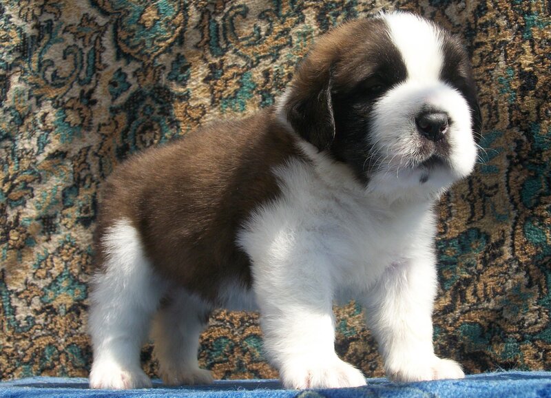Saint Bernard puppy