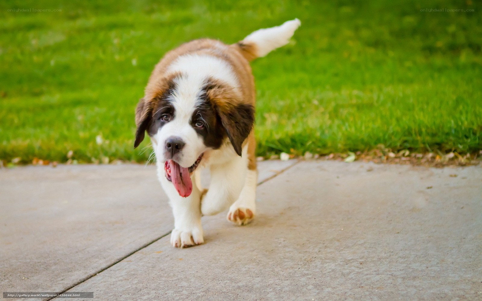 Saint Bernard puppy walking