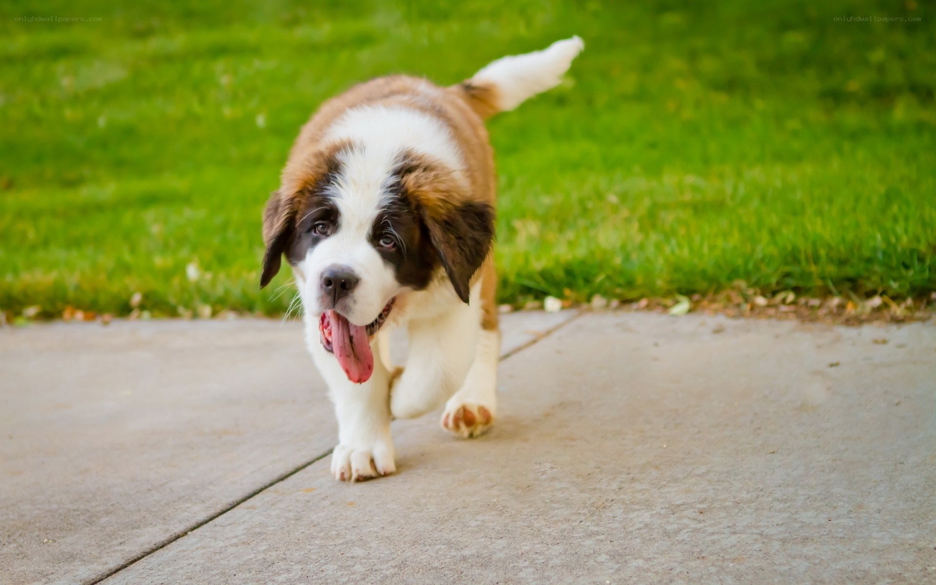 Saint Bernard puppy walking