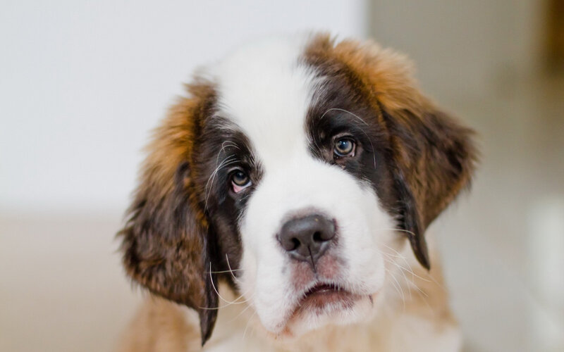 Saint Bernard Puppy — White, Calm, Photograph