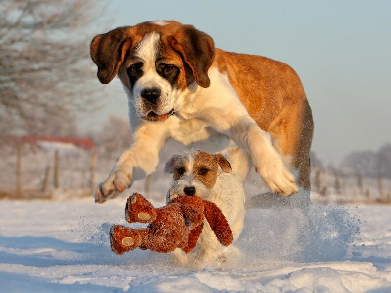 Saint Bernard Puppy — White, Playful