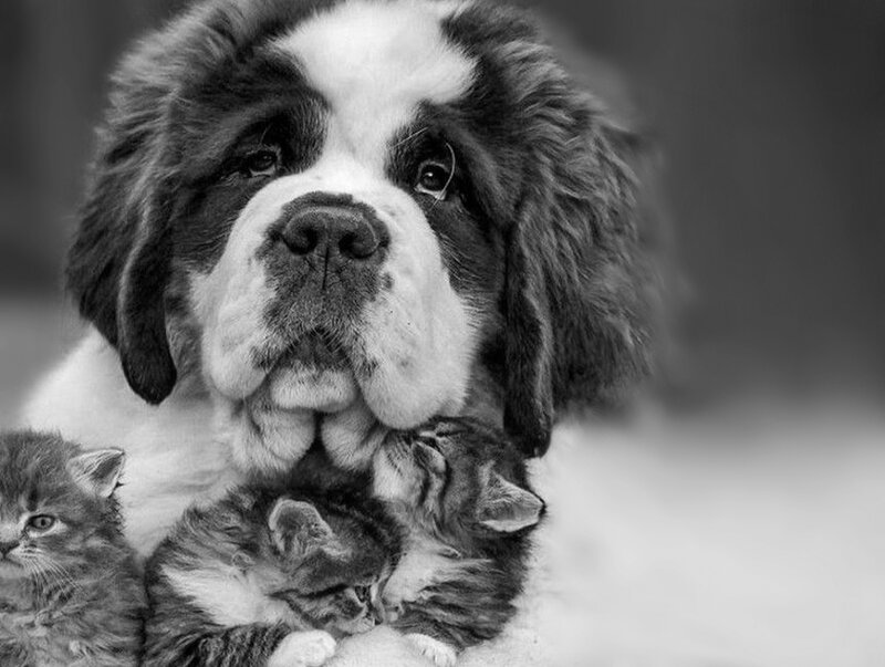 Saint Bernard Puppy with Kittens — Black