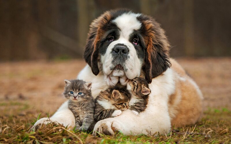 Saint Bernard Puppy with Kittens