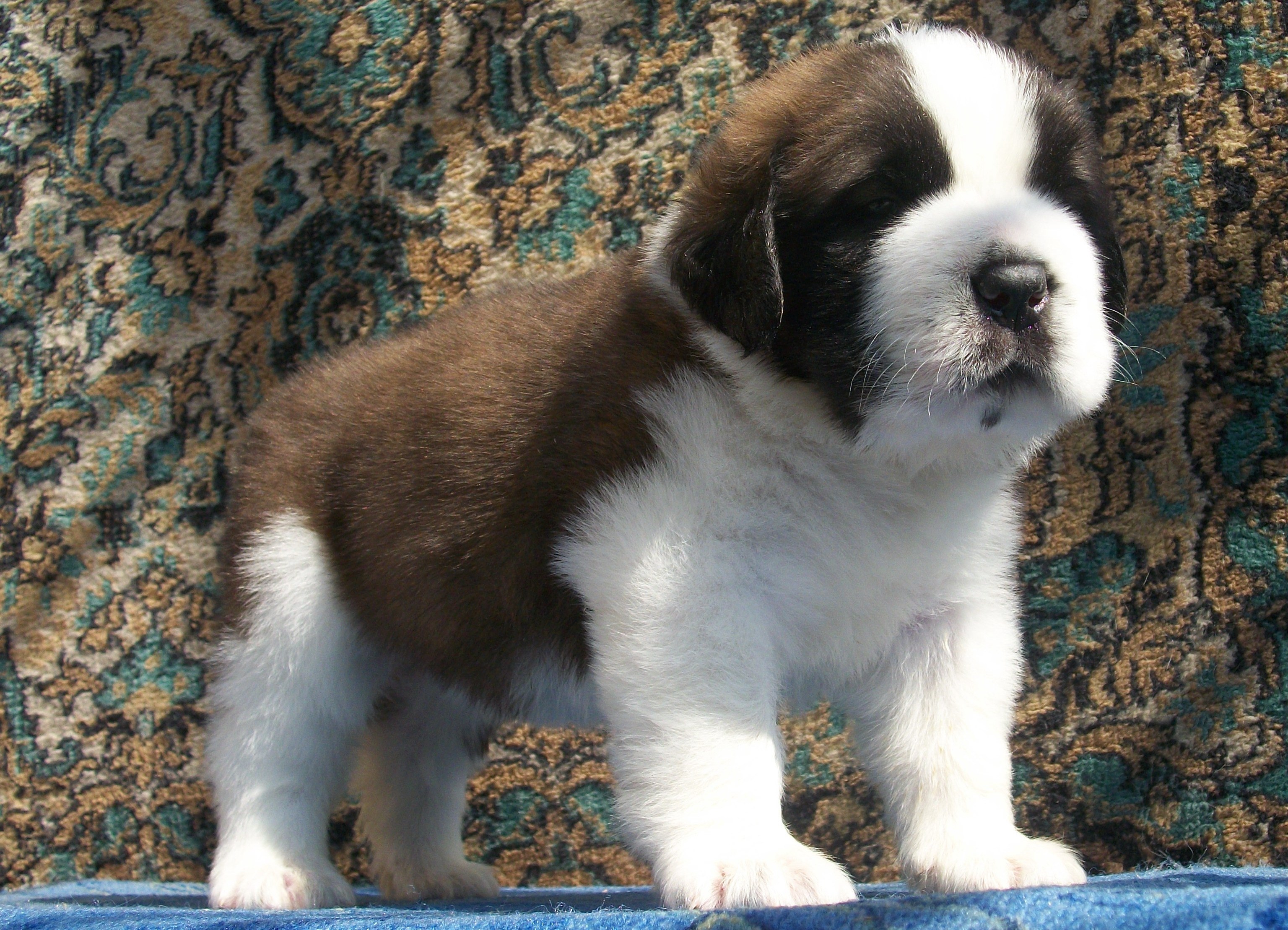 Saint Bernard puppy