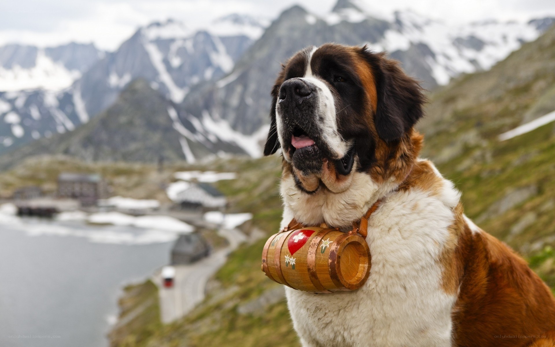 Saint Bernard with barrel in mountains